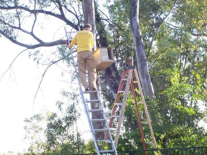 Pete up a ladder